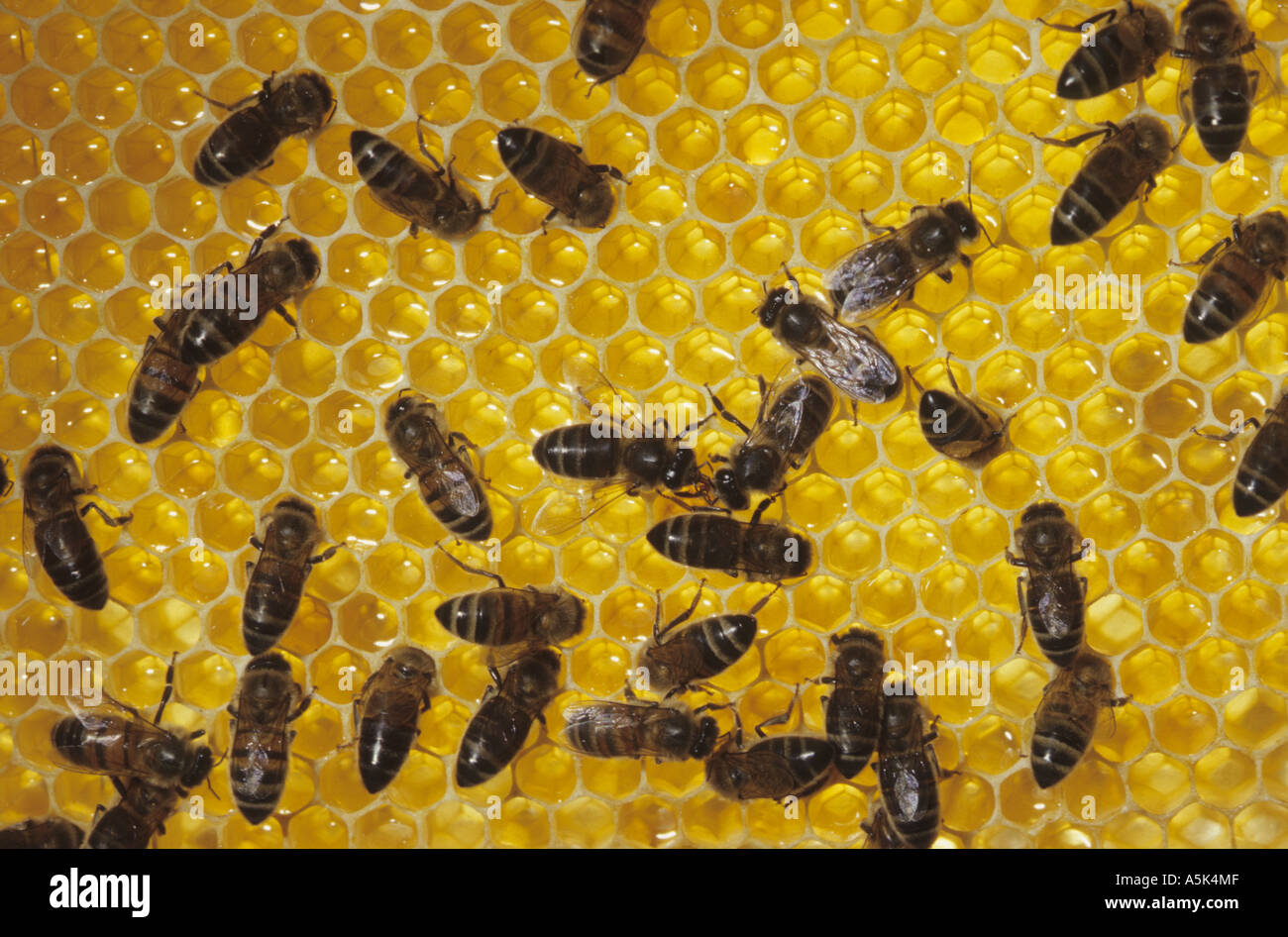 Bees at work Stock Photo - Alamy