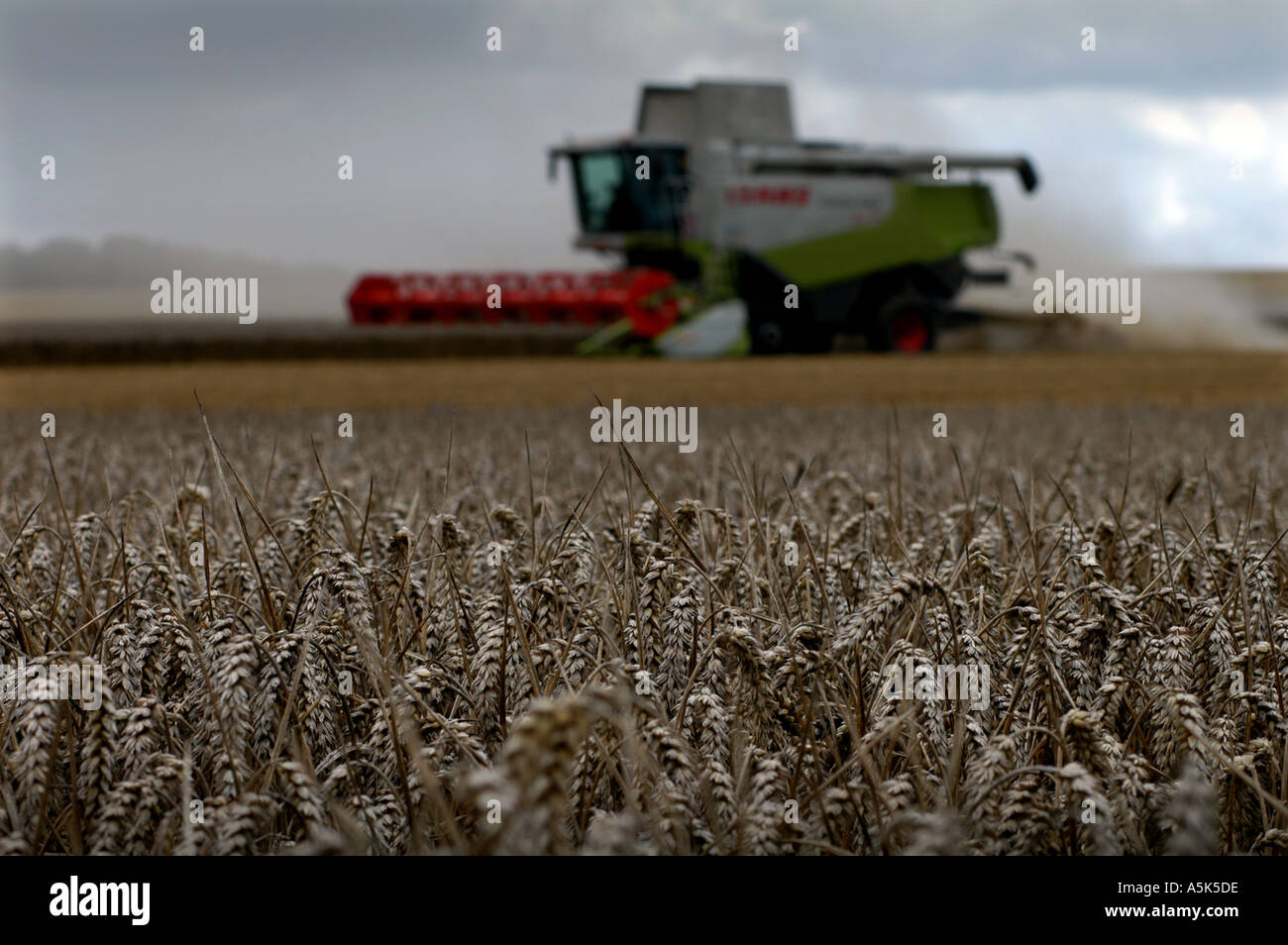 Farming, Cambridgeshire, England. The autumn harvest cutting the wheat ...