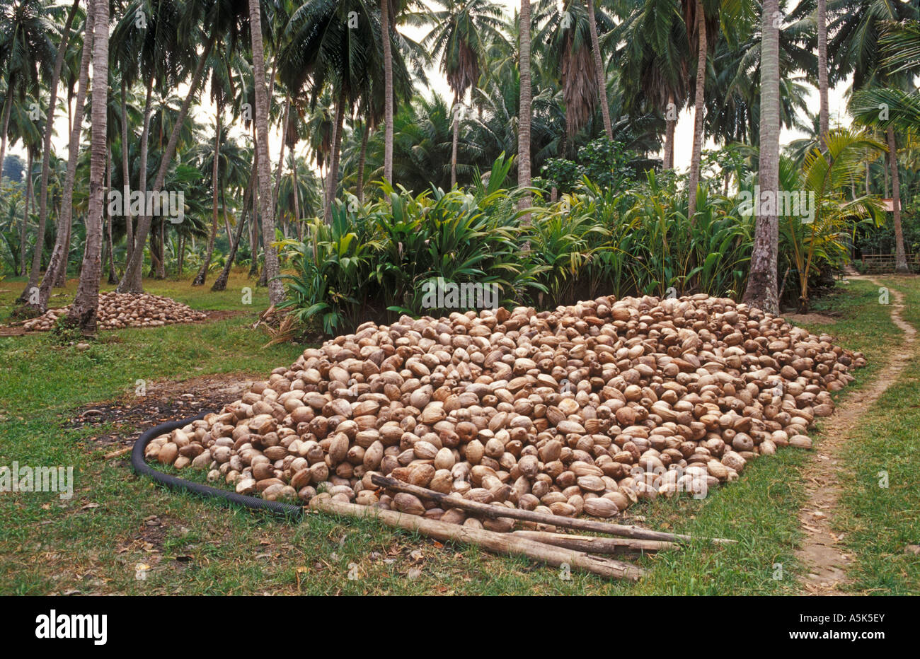 Coconut plantation kerala hires stock photography and images Alamy