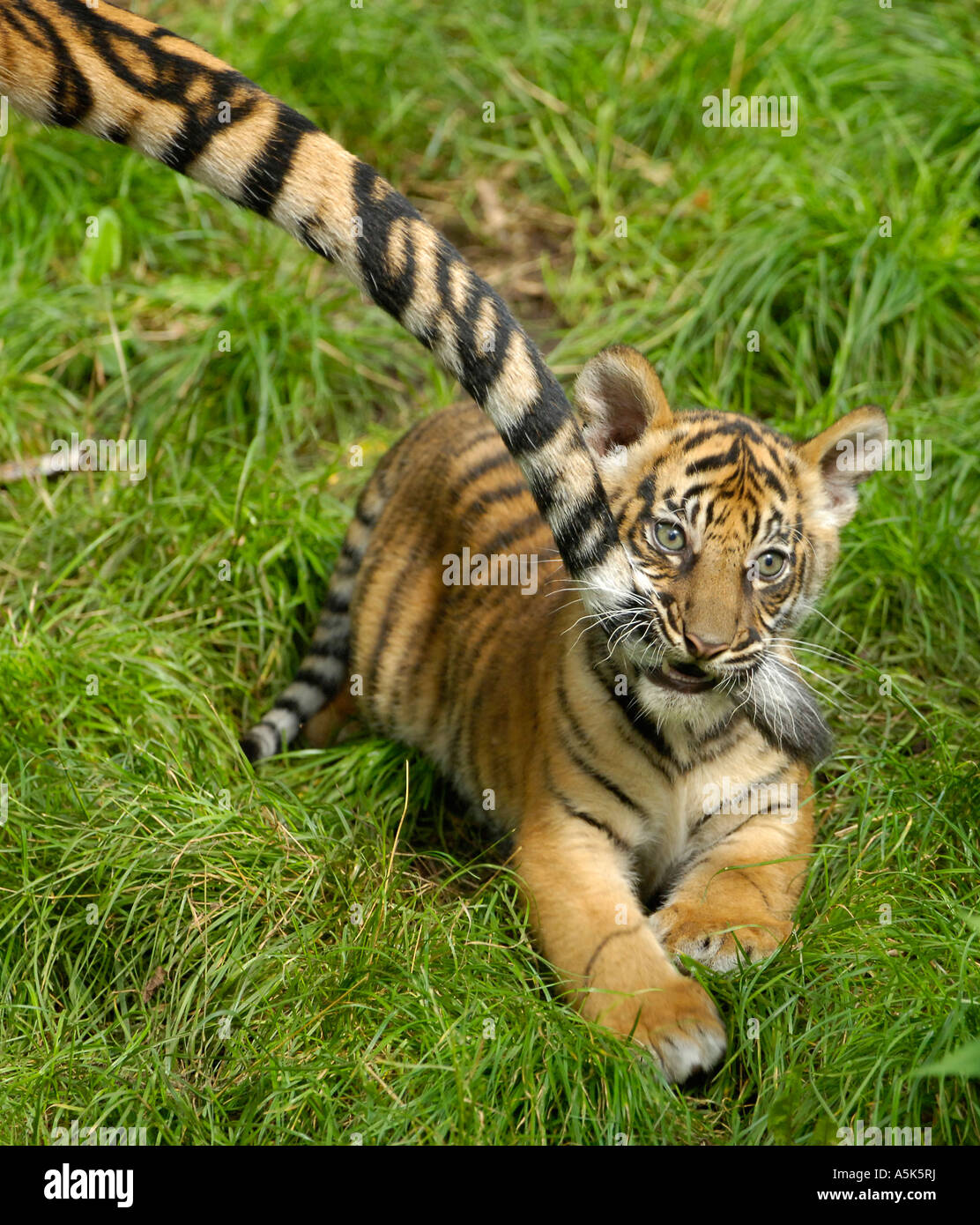 Sumatran tiger (Panthera tigris sumatrae) cub bites mother's tail Stock Photo
