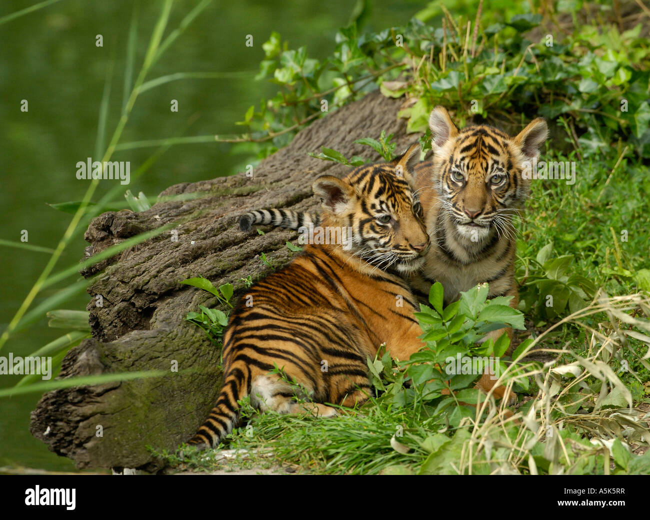 Sumatran tiger (Panthera tigris sumatrae) cubs Stock Photo