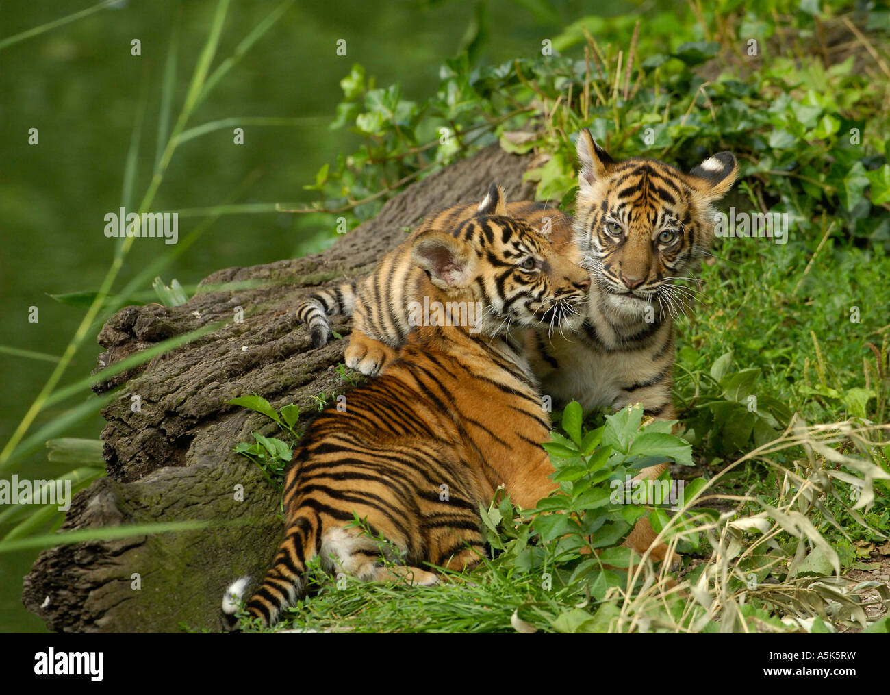 Sumatran tiger (Panthera tigris sumatrae) cubs Stock Photo