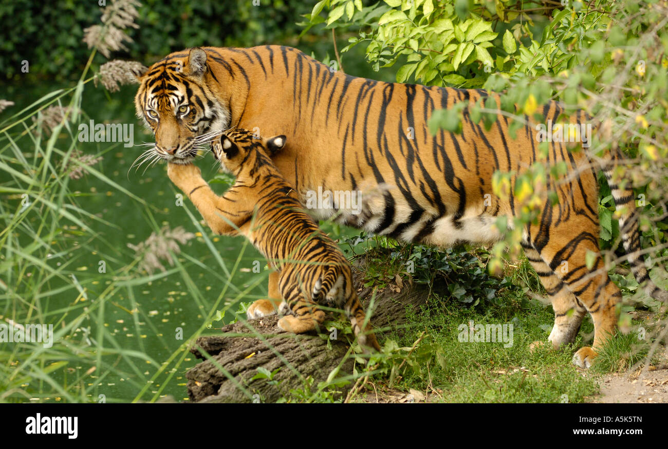 Sumatran tiger (Panthera tigris sumatrae) mother with cub Stock Photo