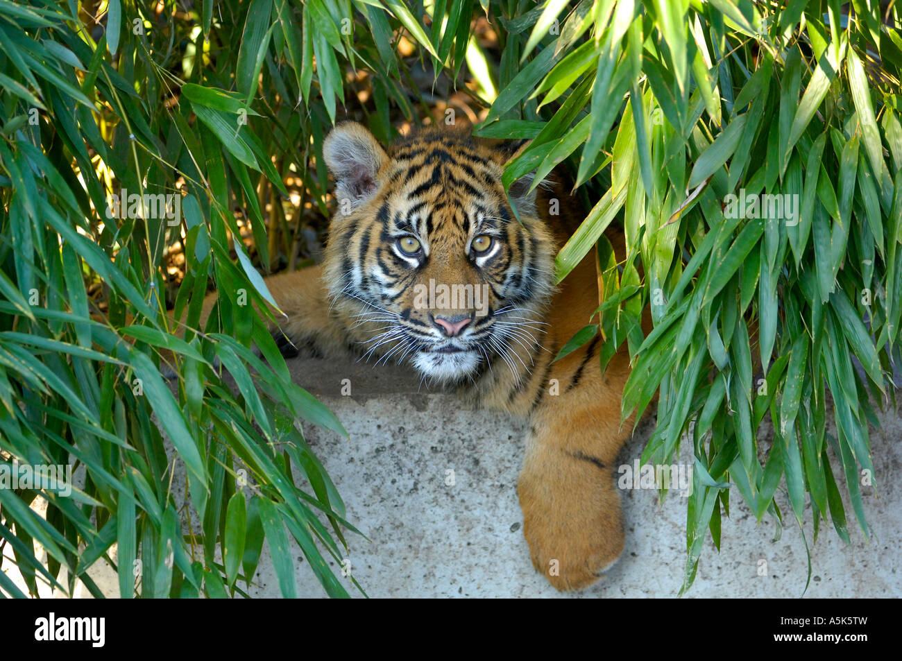 Sumatran tiger (Panthera tigris sumatrae) cub Stock Photo