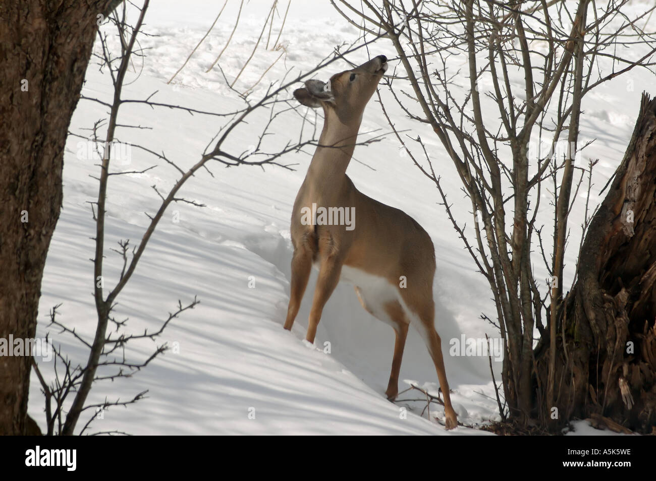 white tailed deer in snow Stock Photo - Alamy