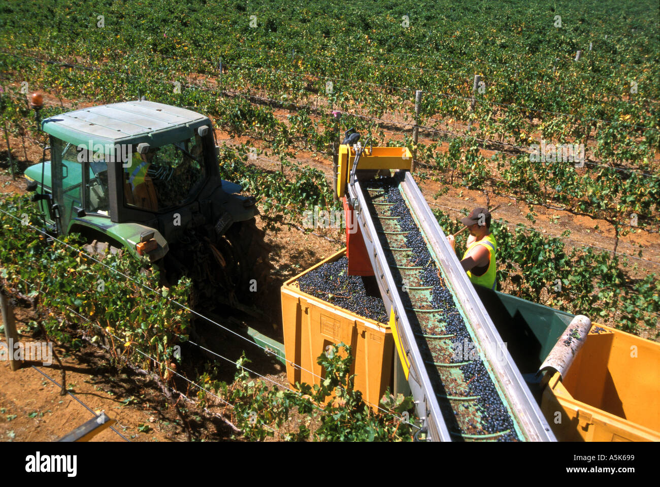 Australia WA Margaret River Vasse Felix winery harvesting the vintage Stock Photo Alamy