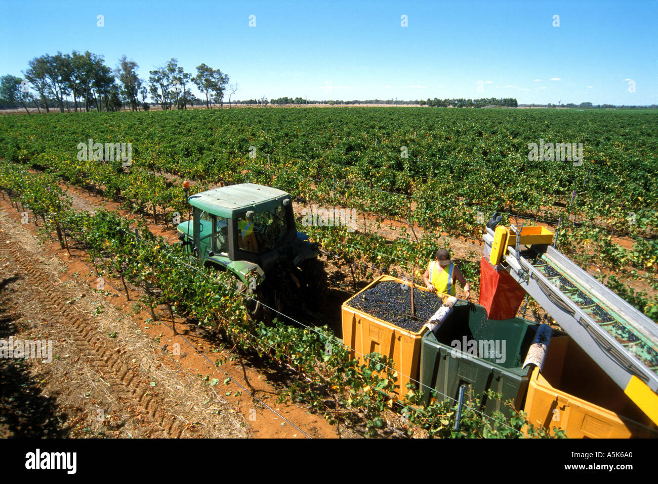 Australia WA Margaret River Vasse Felix winery harvesting the vintage