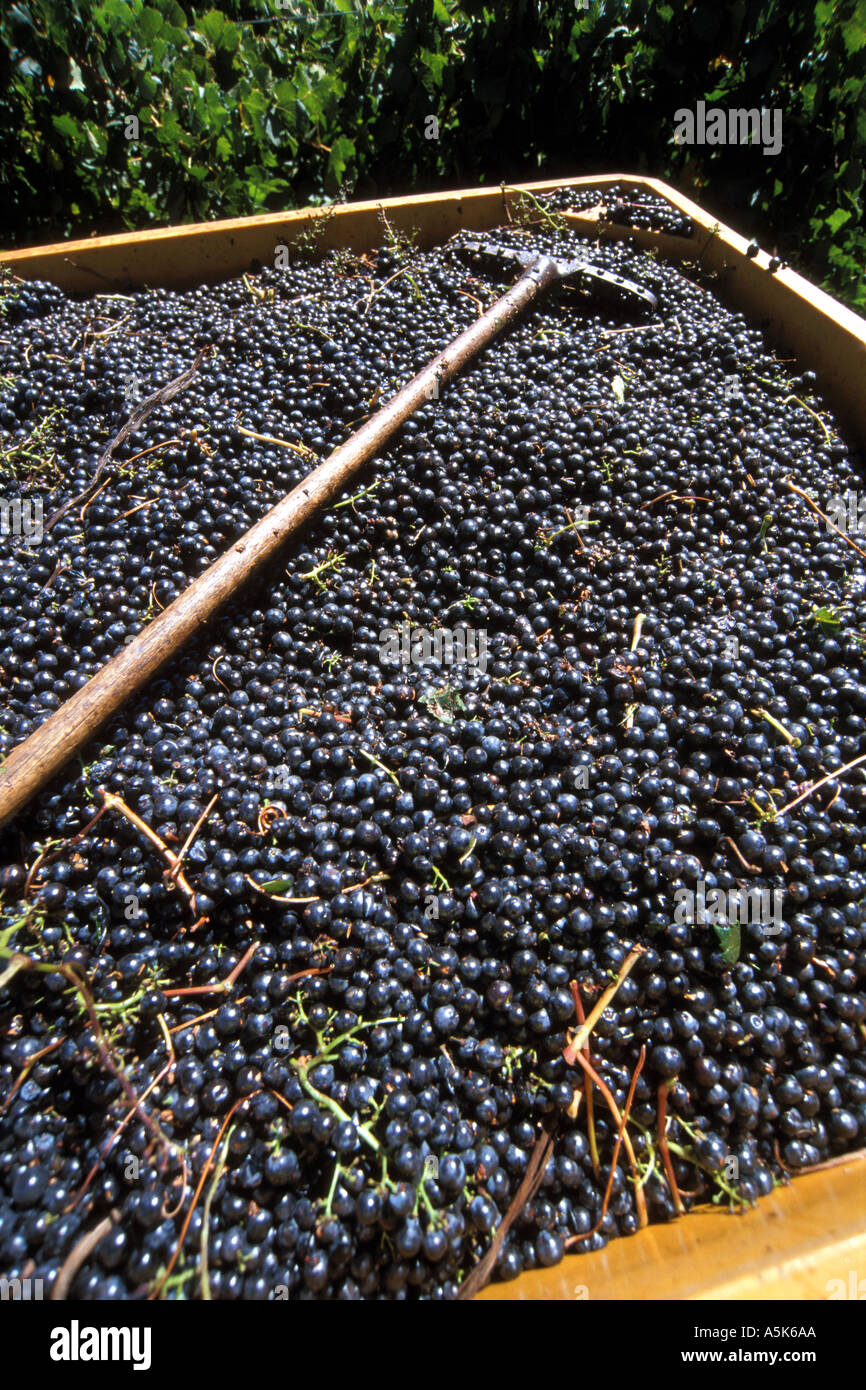 Australia WA Margaret River Vasse Felix winery harvested red grapes