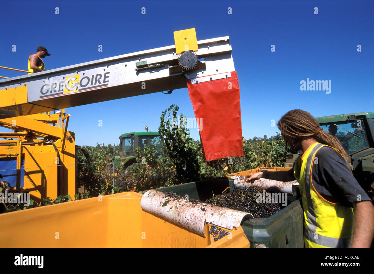 Australia WA Margaret River Vasse Felix winery harvesting the vintage
