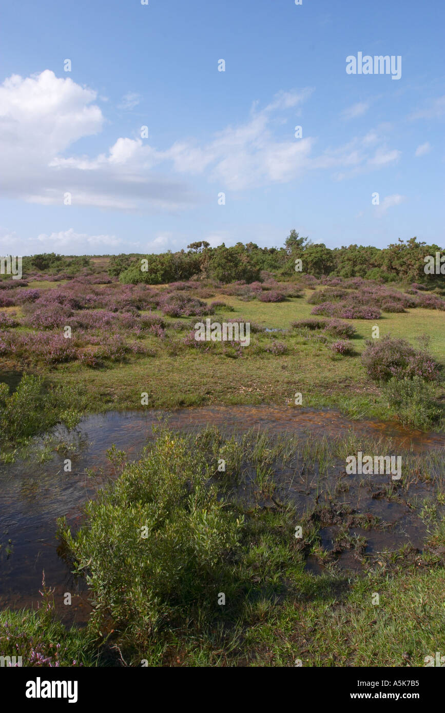 The new forest landscape hi-res stock photography and images - Alamy
