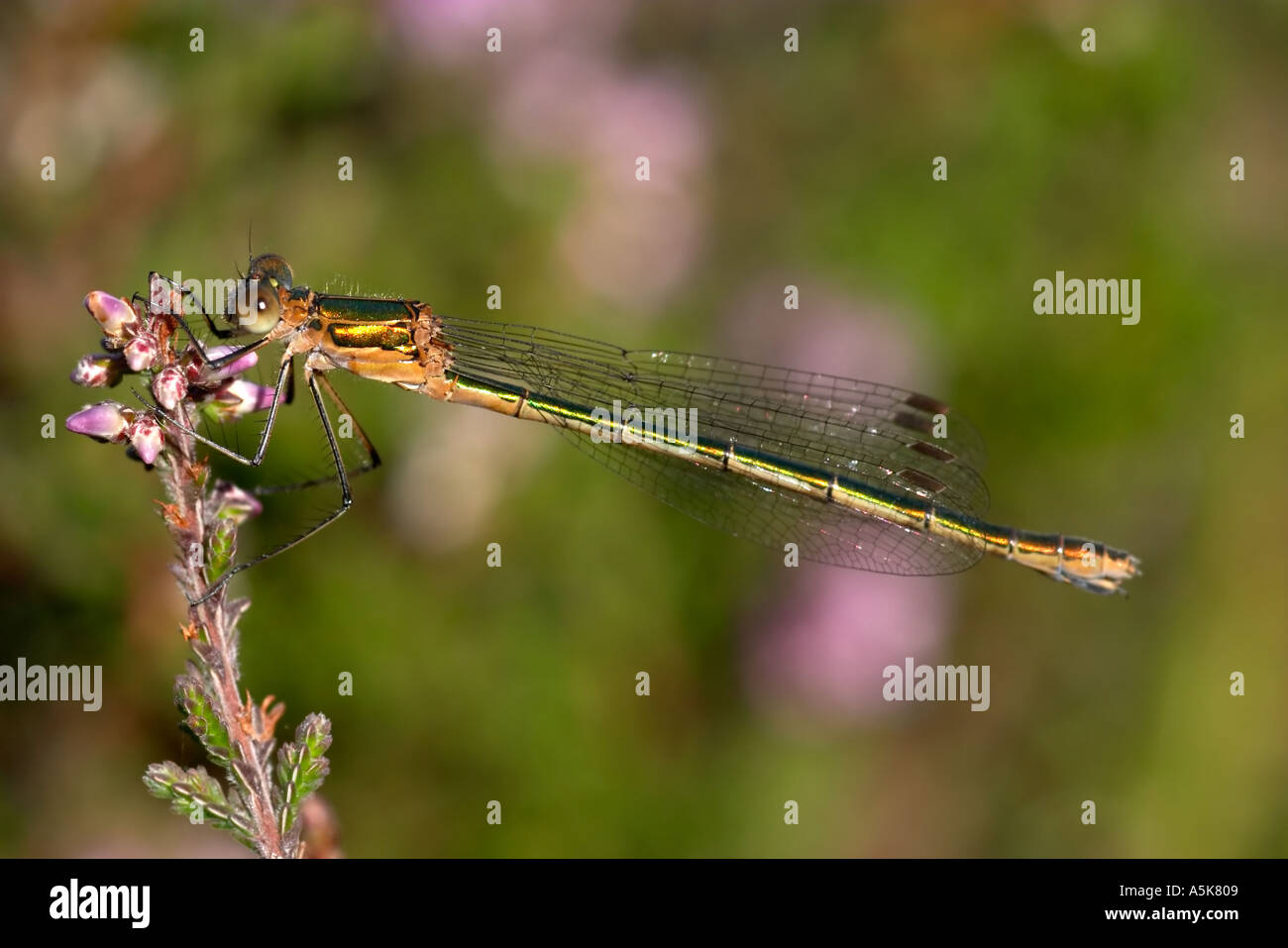 Emerald Damselfly Female Stock Photo - Alamy
