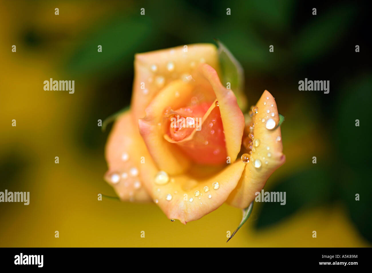 Yellow Rose, Rosaceae, Rosa Spp., bud with dewdrops Stock Photo
