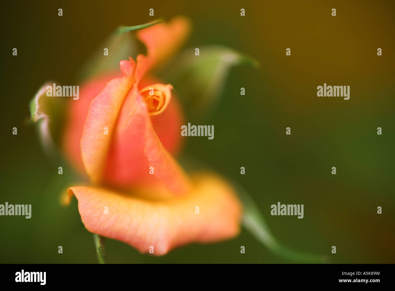 Yellow Rose, Rosaceae, Rosa Spp., bud Stock Photo