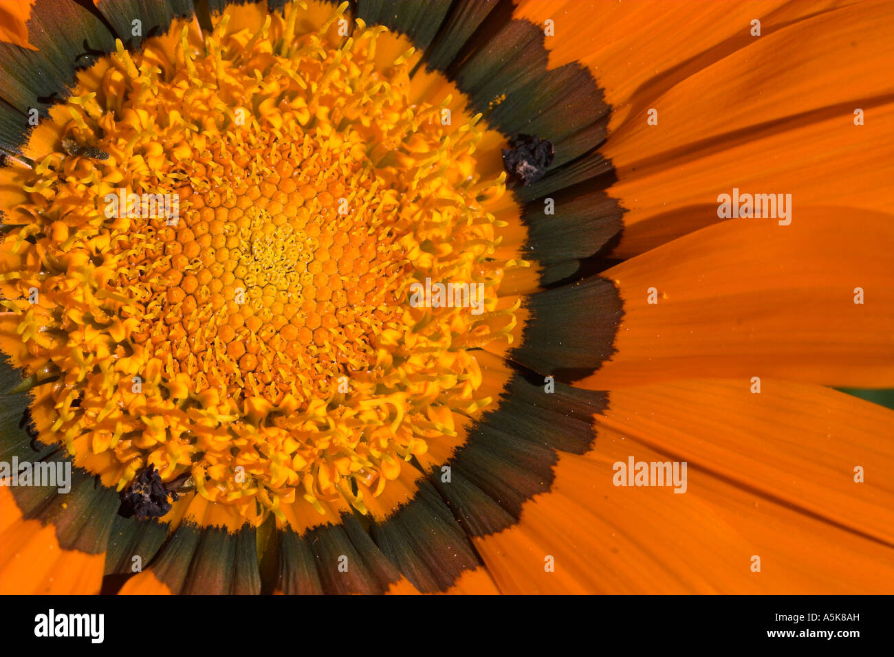 Detail of a Gerbera Flower, jamesonii, Asteraceae Stock Photo