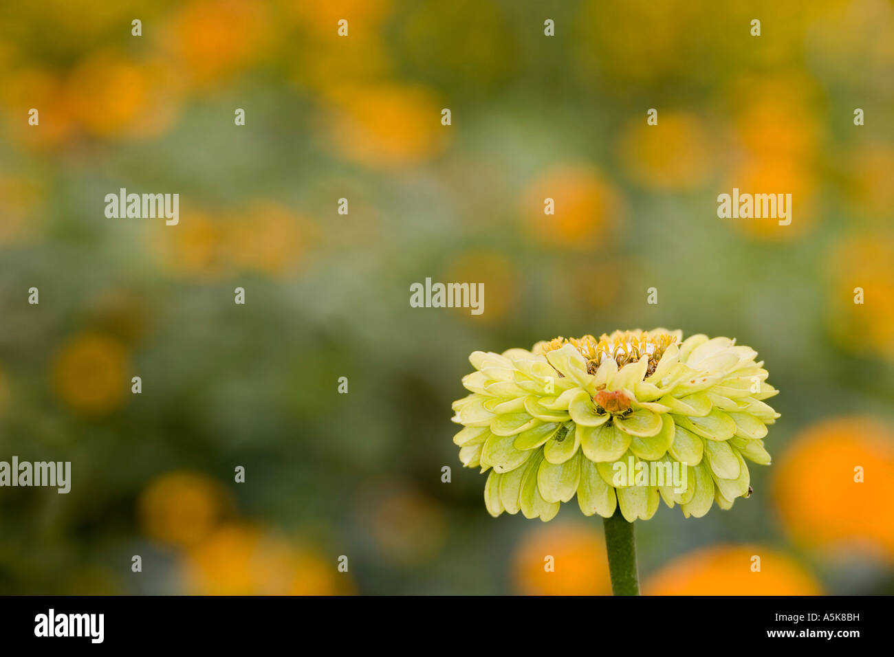 Yellow flower, Asteraceae, horticultural show Buga 2005, Munich, Bavaria, Germany Stock Photo