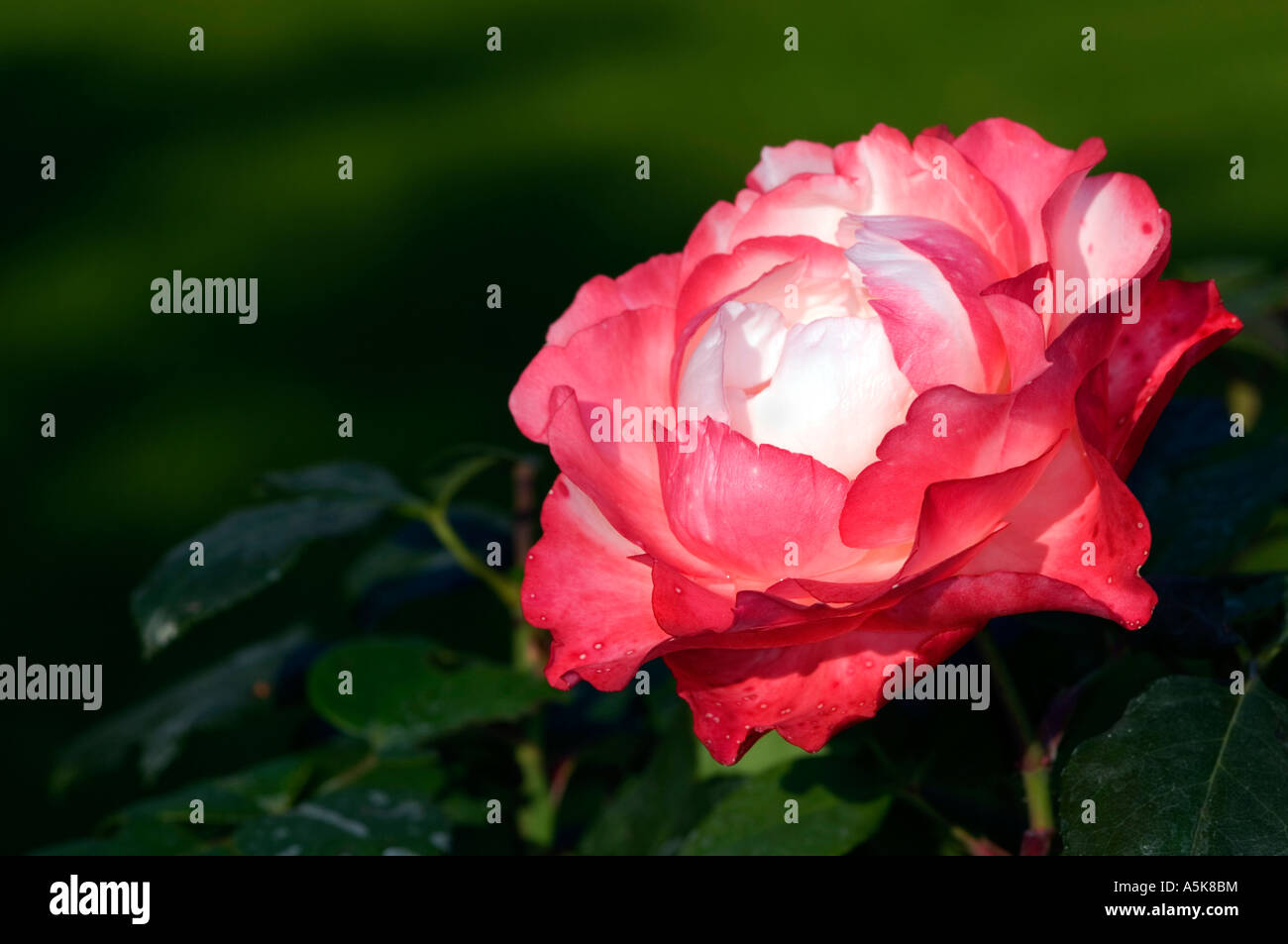 Detail of a pink nostalgia rose, Rosaceae, Rosa Spp., bud Stock Photo