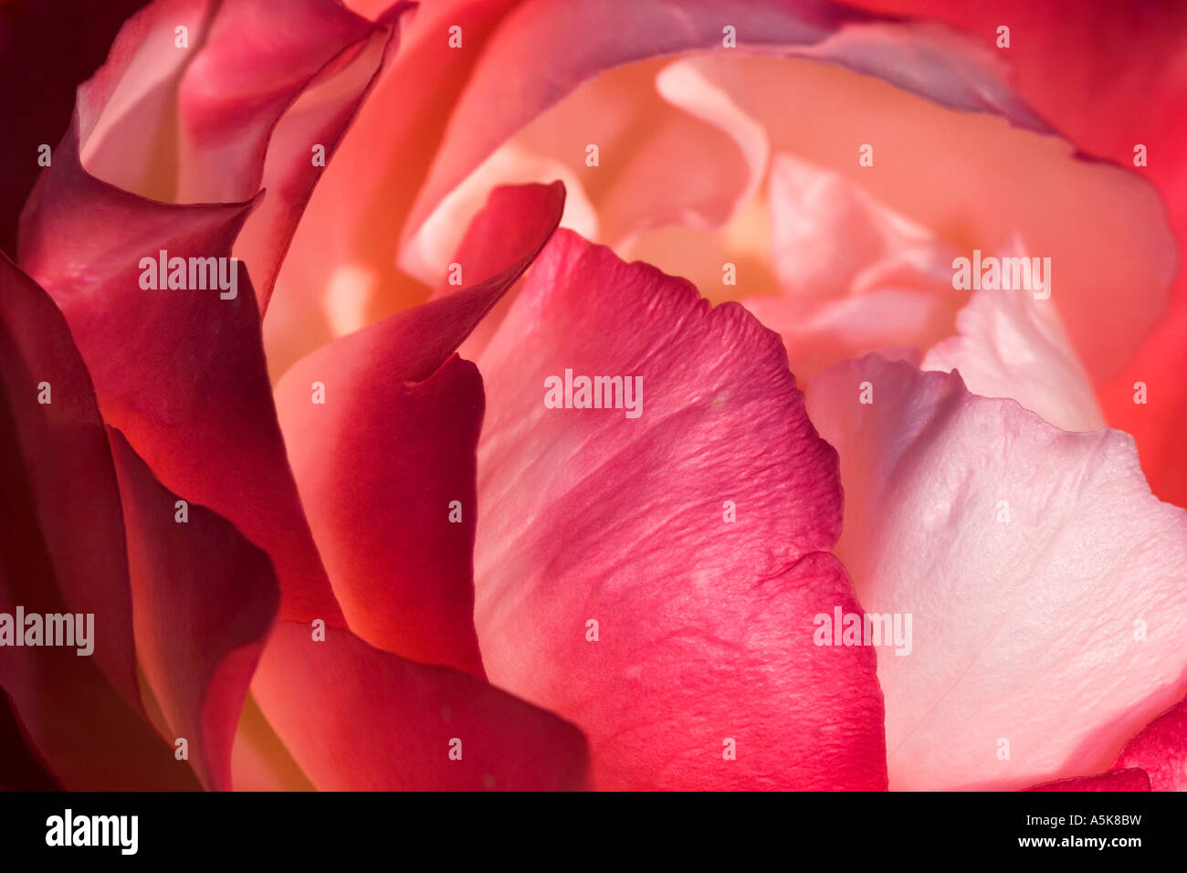 Detail of a pink nostalgia rose, Rosaceae, Rosa Spp., Stock Photo