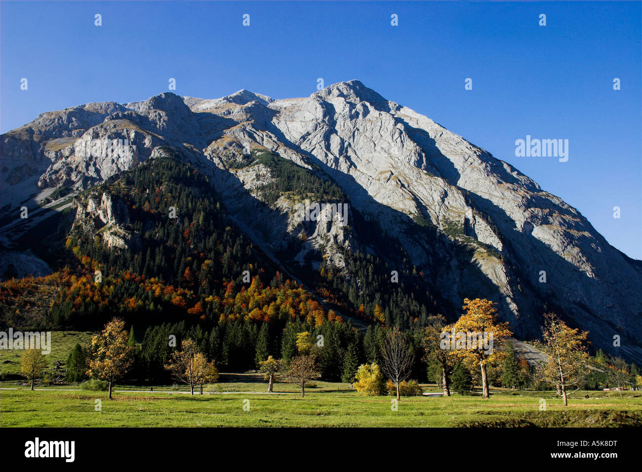 Landscape Mountain and Maple Trees, Tyrol, Austria Stock Photo