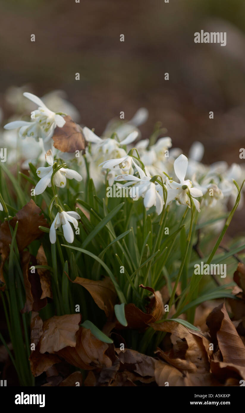 Snowdrops and fallen autumn leaves Stock Photo