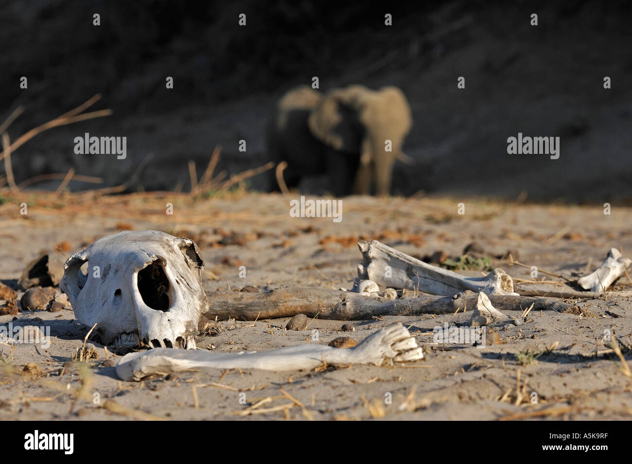 Life and death in the dry river bed of Boteti. Elephant, skull and bones. Makgadikgadi Pan National Park, Botswana, Africa Stock Photo