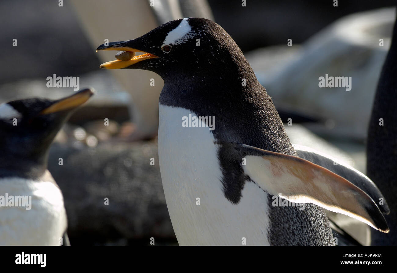 Male gentoo penguin choosing smooth pebbles to present to the female to build the nest Stock Photo