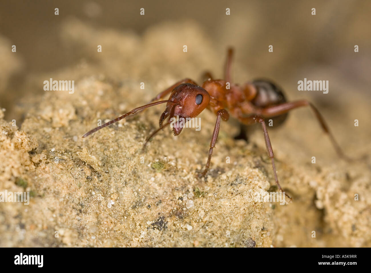 Southern wood ant (Formica rufa) Stock Photo