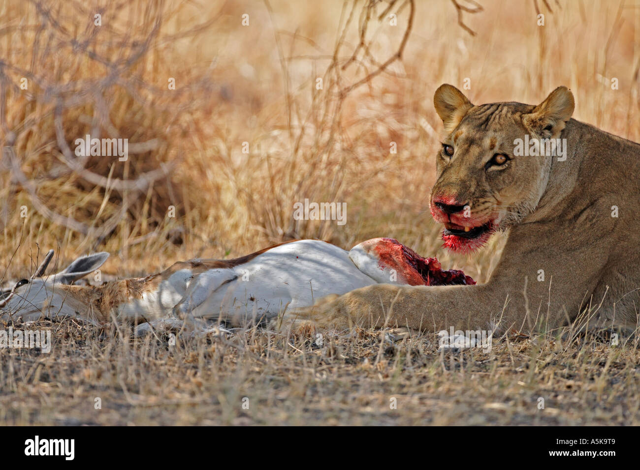 She lion hi-res stock photography and images - Alamy