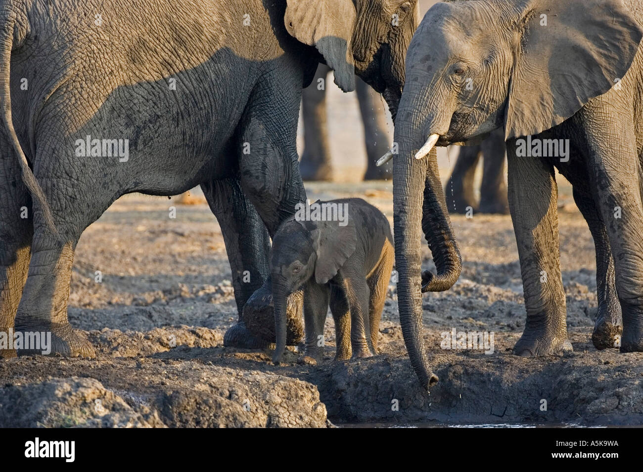 African elephants (Loxodonta africana), family. Chobe National Park, Botswana, Africa Stock Photo