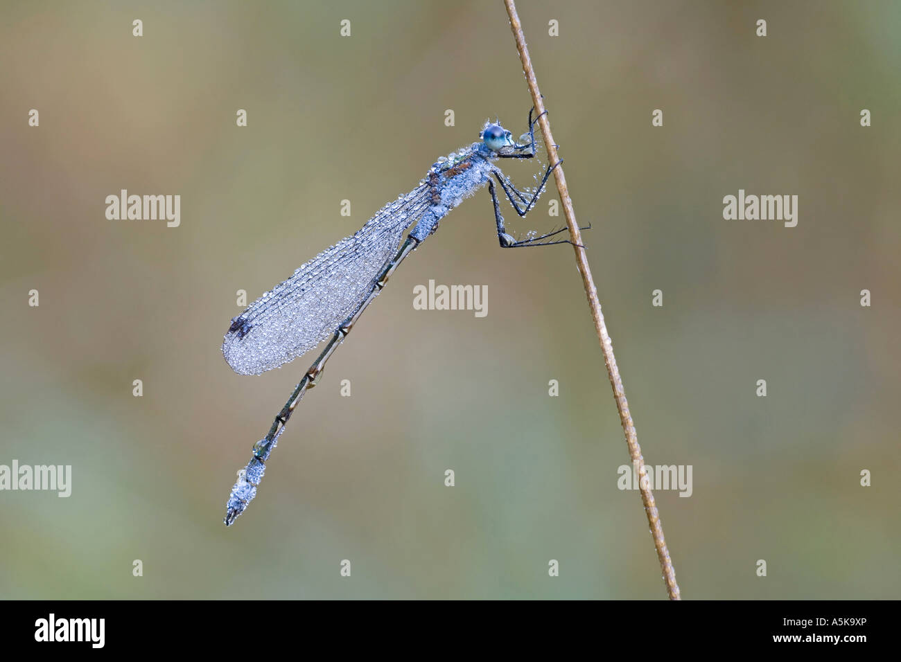 Emerald Damselfly (Lestes sponsa Stock Photo - Alamy