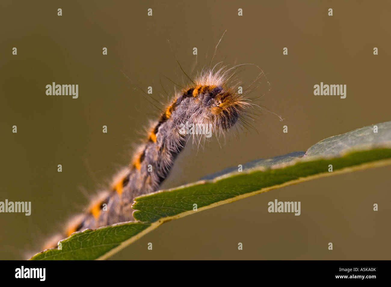 Butterfly caterpillar on leaf Stock Photo - Alamy