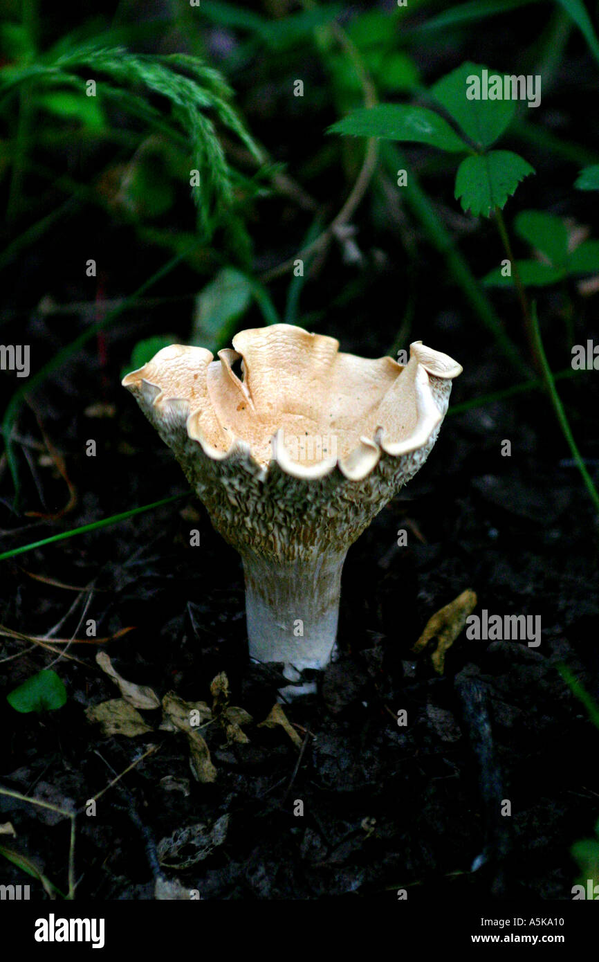 Vertical    Mushroom short stemmed russula russula brevipes Stock Photo