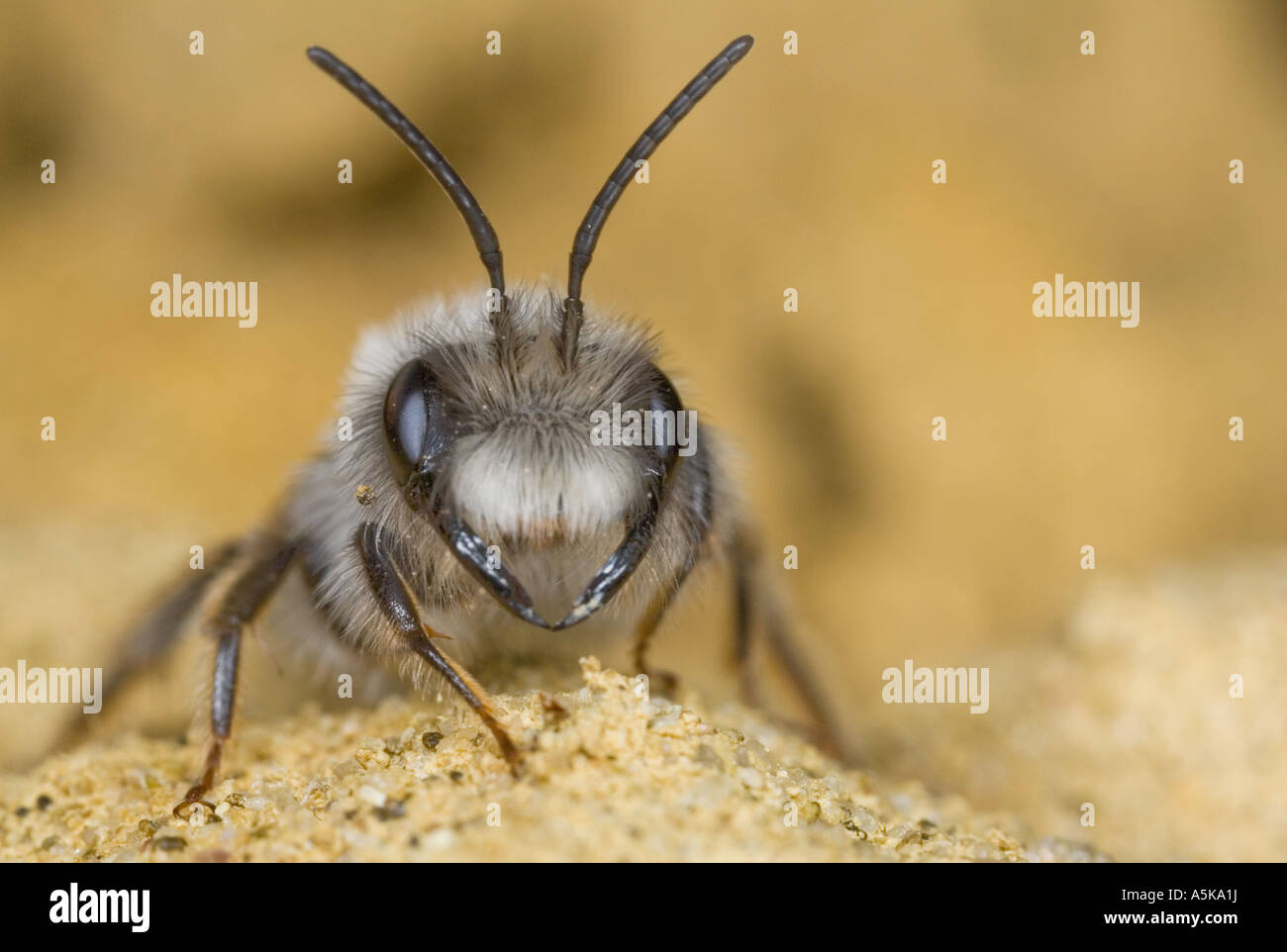 Grey Mining Bee (Andrena vaga), wild bee Stock Photo