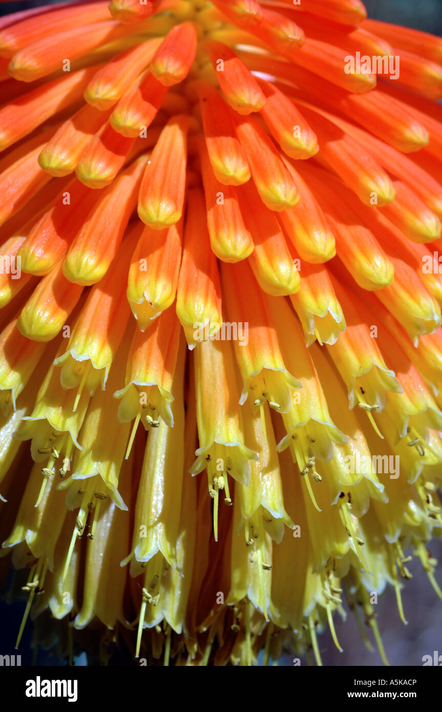 Red Hot Poker Plant (Kniphofia) in garden Stock Photo