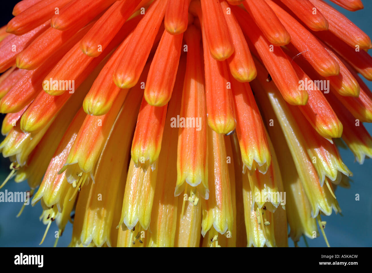 Red Hot Poker Plant (Kniphofia) in garden Stock Photo
