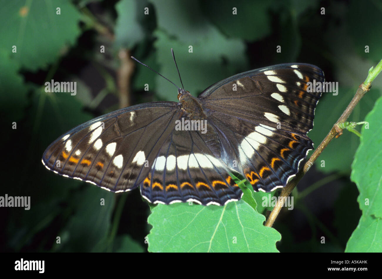 White admiral (Limentis populi) brush-footed butterfly Stock Photo