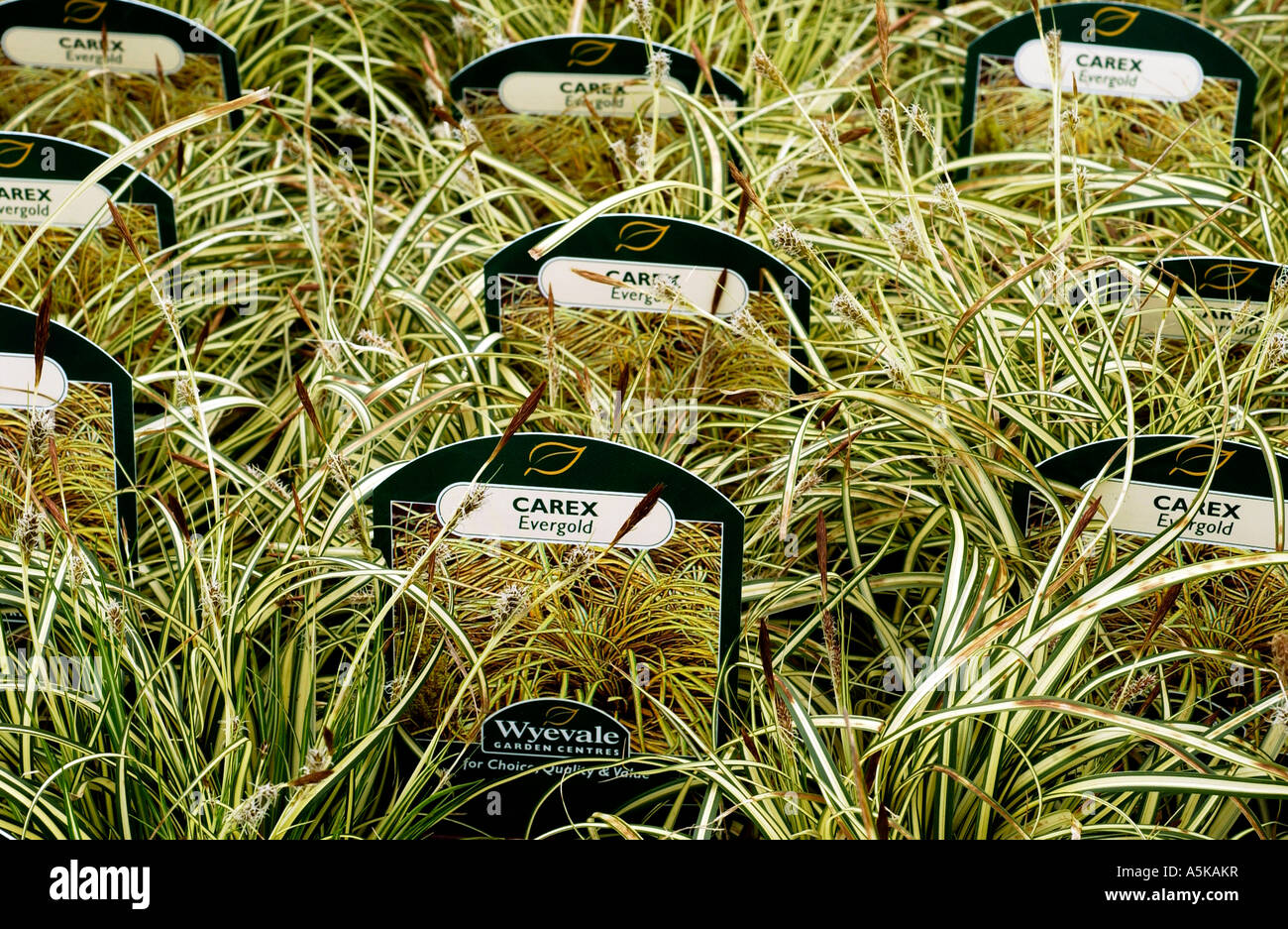 Carex grasses for sale in a Wyevale garden centre Stock Photo