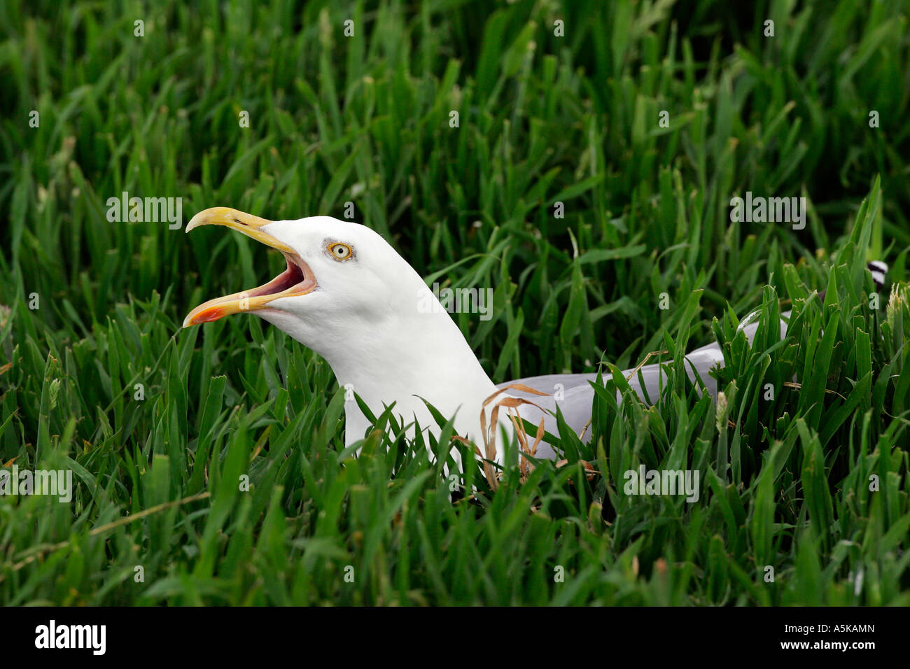 Screaming herring gull sitting on the nest in the breeding area (Larus