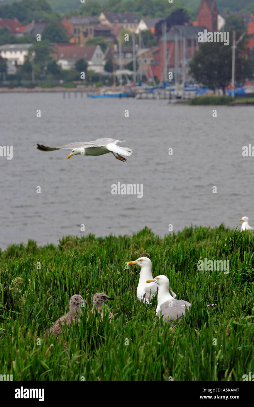Couple of herring gulls with chicks in the breeding area (Larus argentatus Stock Photo Alamy