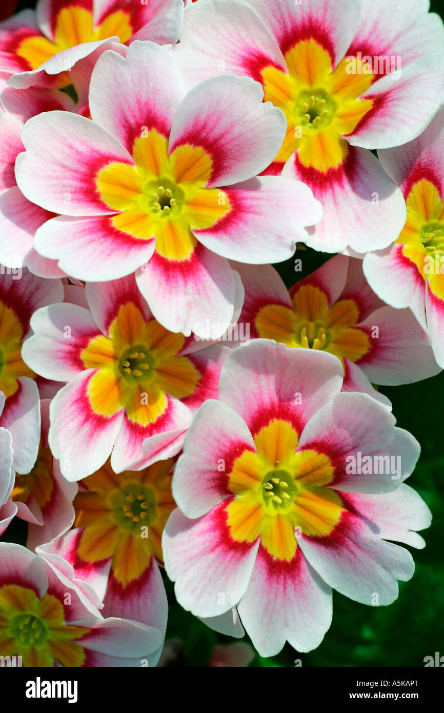 Flowering primrose hybrid (Primula vulgaris Hybride) Stock Photo