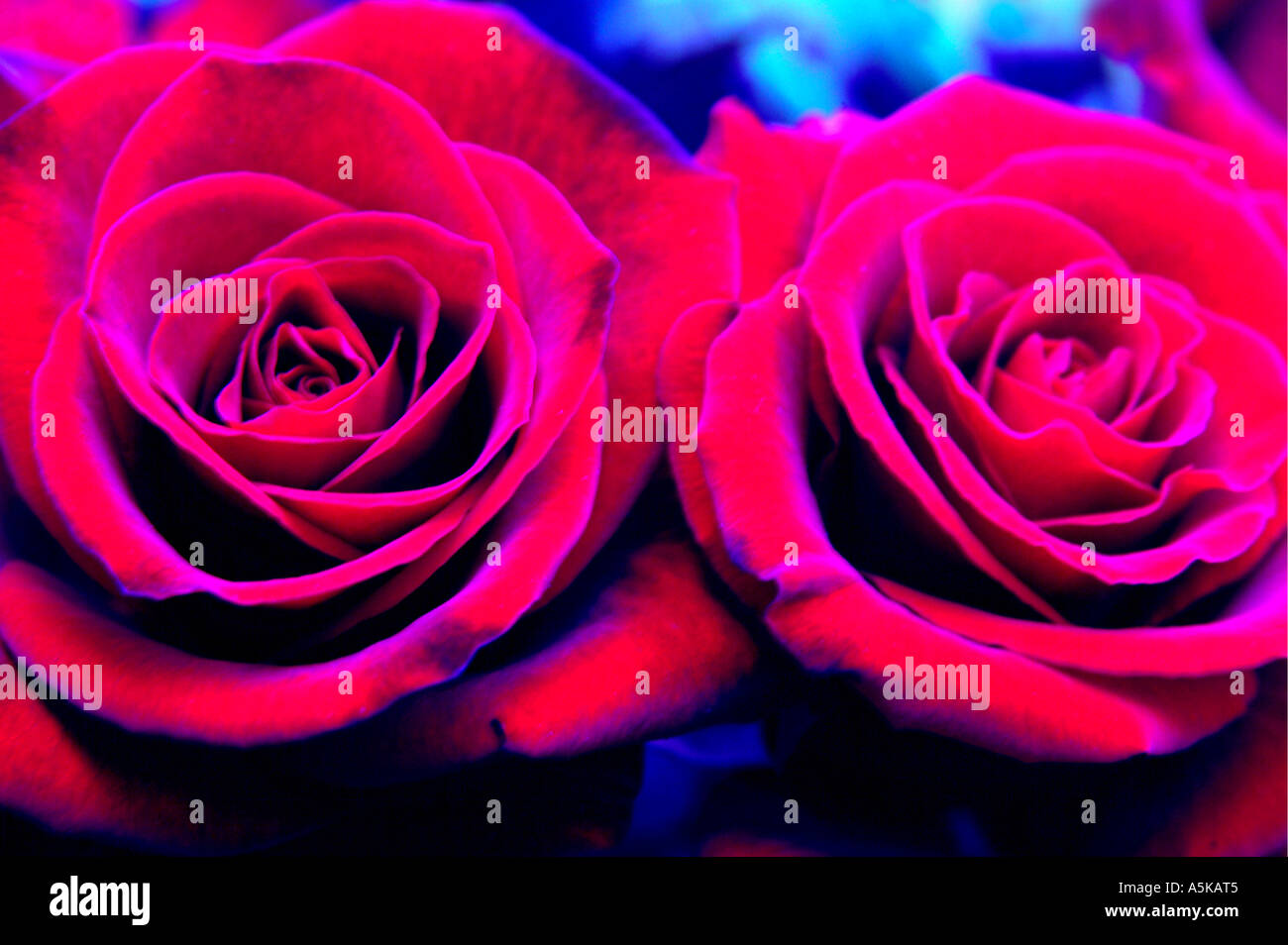 Beautiful red roses Stock Photo - Alamy