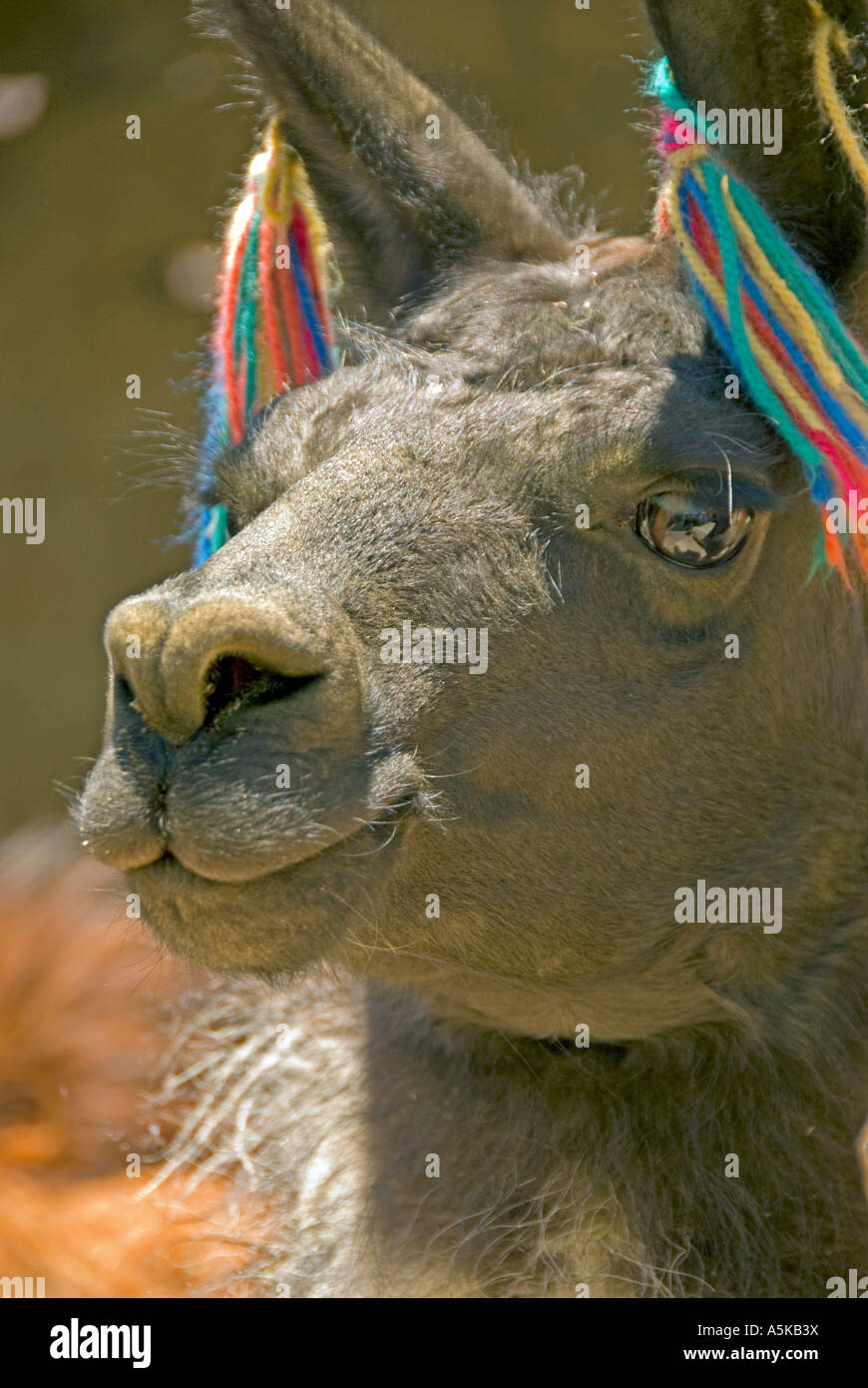 Chile llama mouth and nose closeup detail, humor humour Stock Photo
