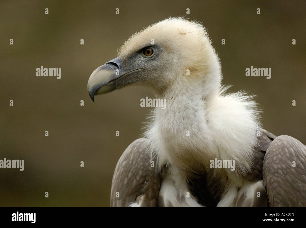 Vulvus hi-res stock photography and images - Alamy