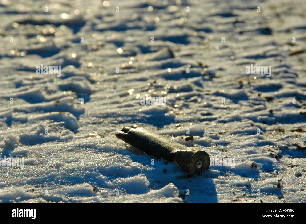 A stepped on Lead Shot shell in the snow Stock Photo