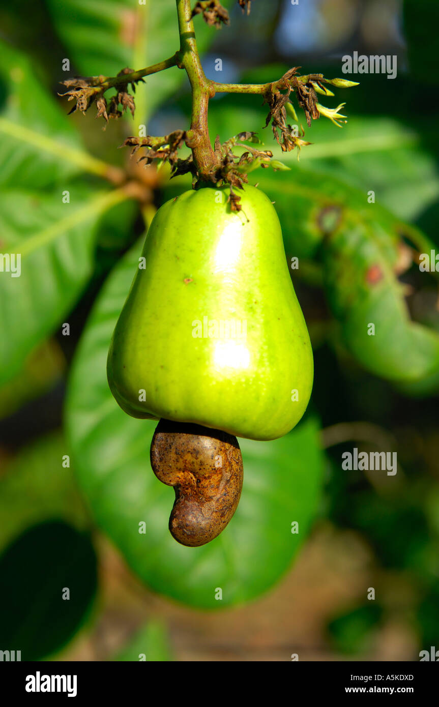 Cashew plant hi-res stock photography and images - Alamy