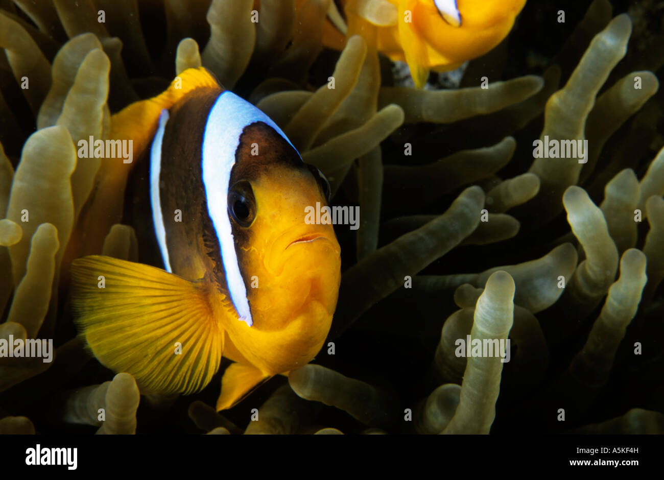 Clownfish inside a magnificent sea anemone in the Red Sea, Egypt. Stock Photo