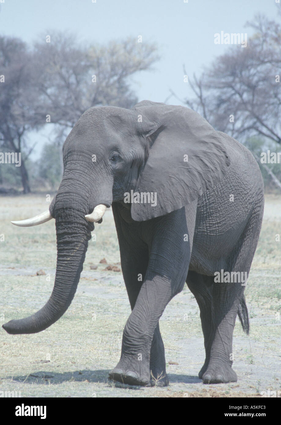 African elephant animals hi-res stock photography and images - Alamy