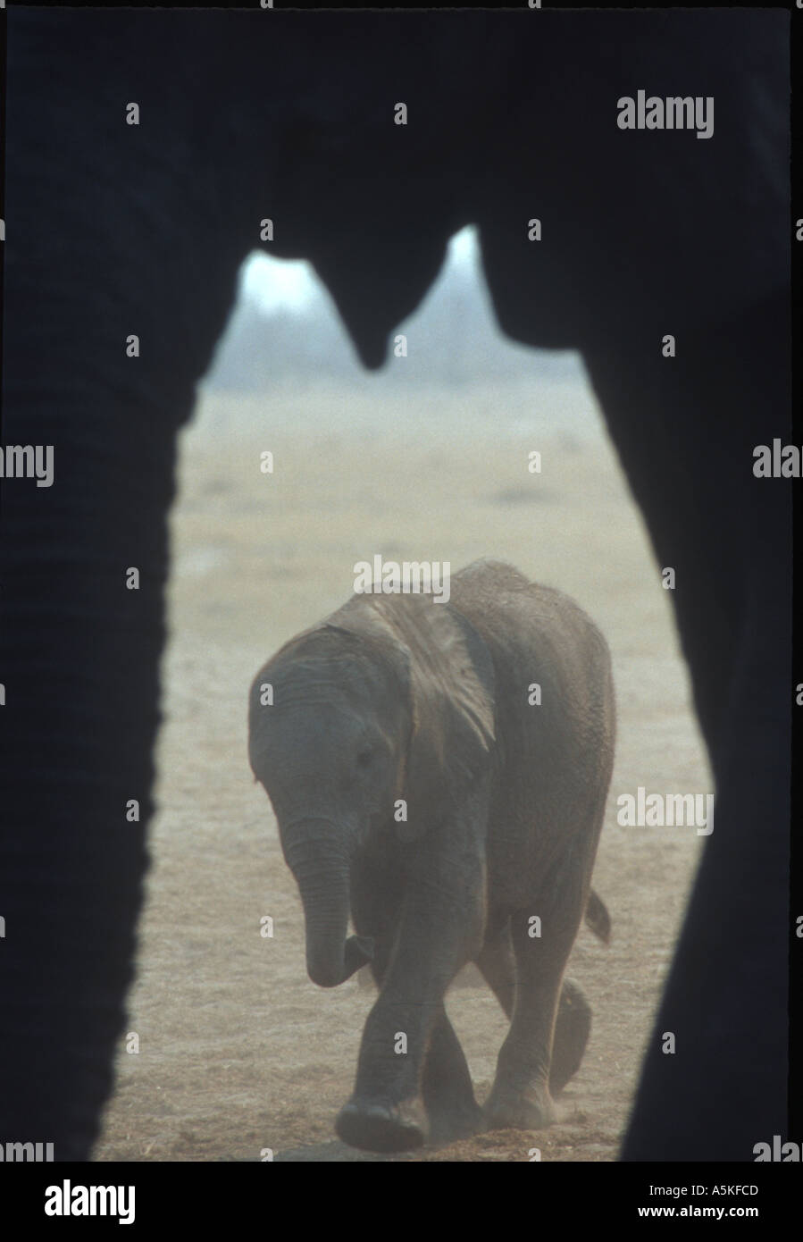 Young elephant framed by adult Stock Photo