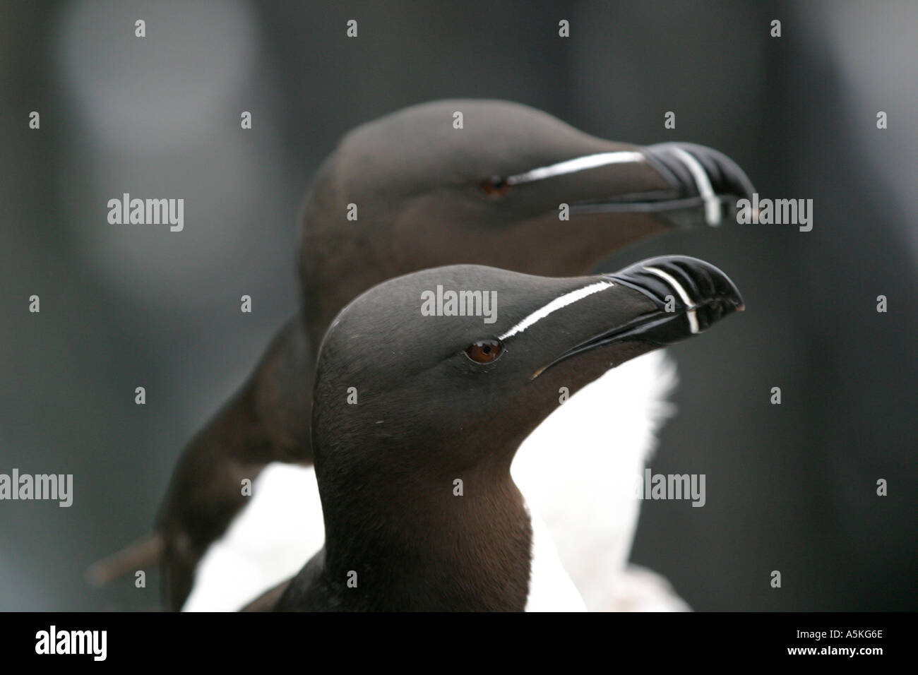 Pair of razorbills hi-res stock photography and images - Alamy