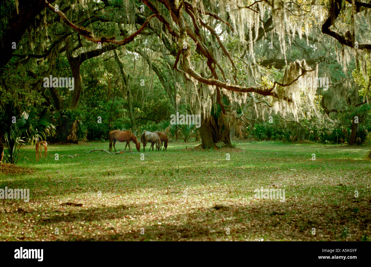 Wild horses on Cumberland ISland, Stock Photo Alamy
