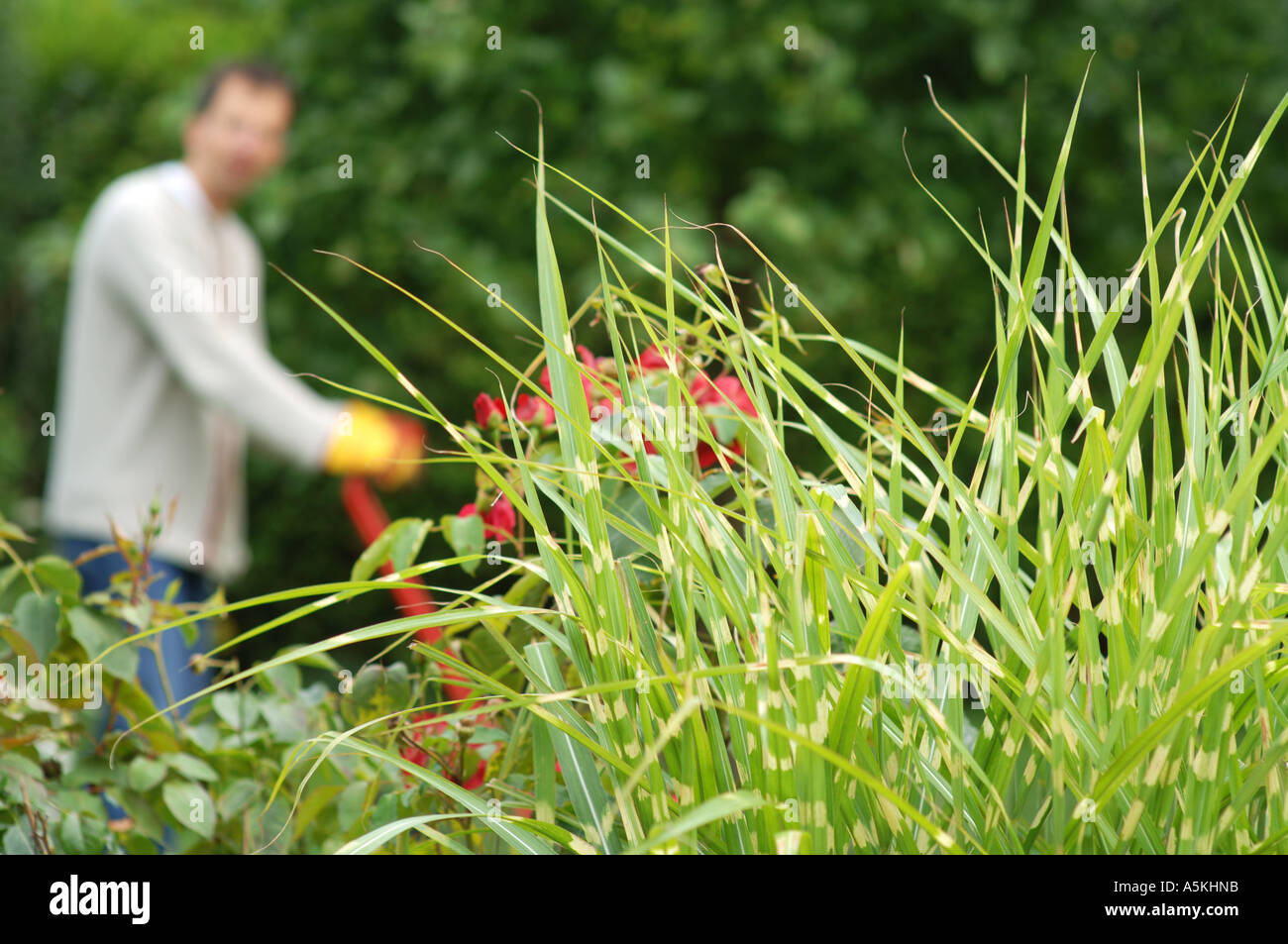 A man is cropping the lawn Stock Photo